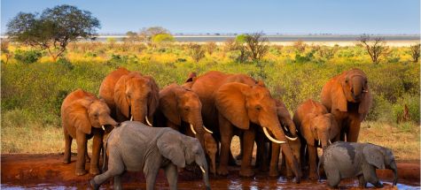 Exposition de photographies animali&egrave;res - Kenya - Joyau de l&rsquo;Afrique