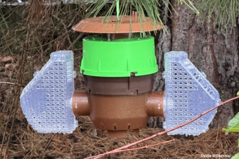 frelons asiatiques(6)(1) frelons asiatiques(6)(1)