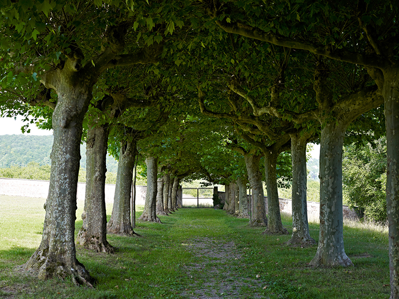 Le Parc de la Léonardsau ©Stephane Spach