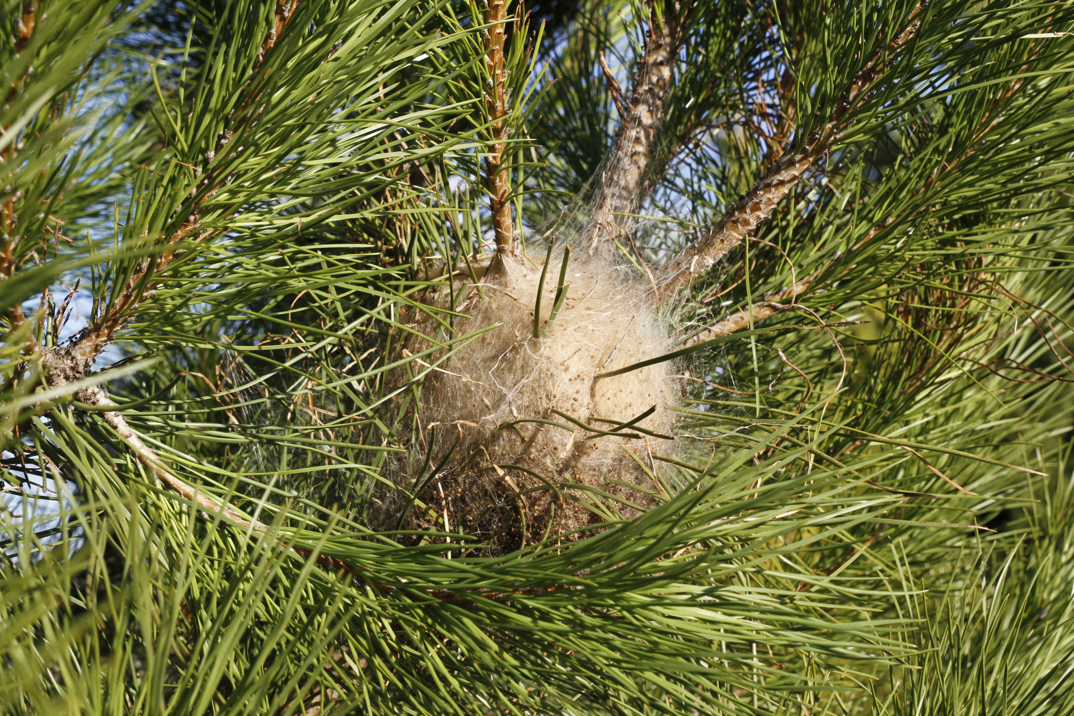 Chenille processionnaire du pin