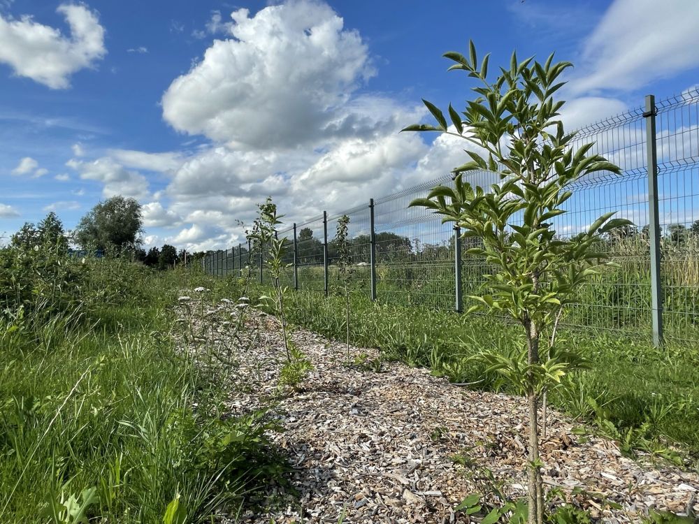 Haie de la biodiversité CCPSO