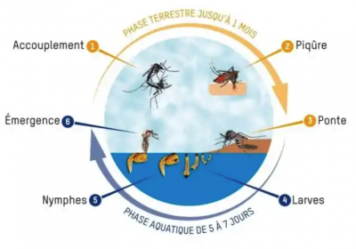 Cycle de vie du moustique tigre