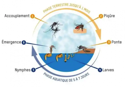 Moustique tigre : agissons pour limiter sa prolifération