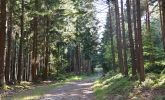 La forêt d'Obernai-Bernardswiller