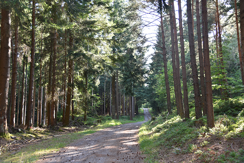 La forêt d'Obernai-Bernardswiller