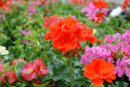 obernai-geranium